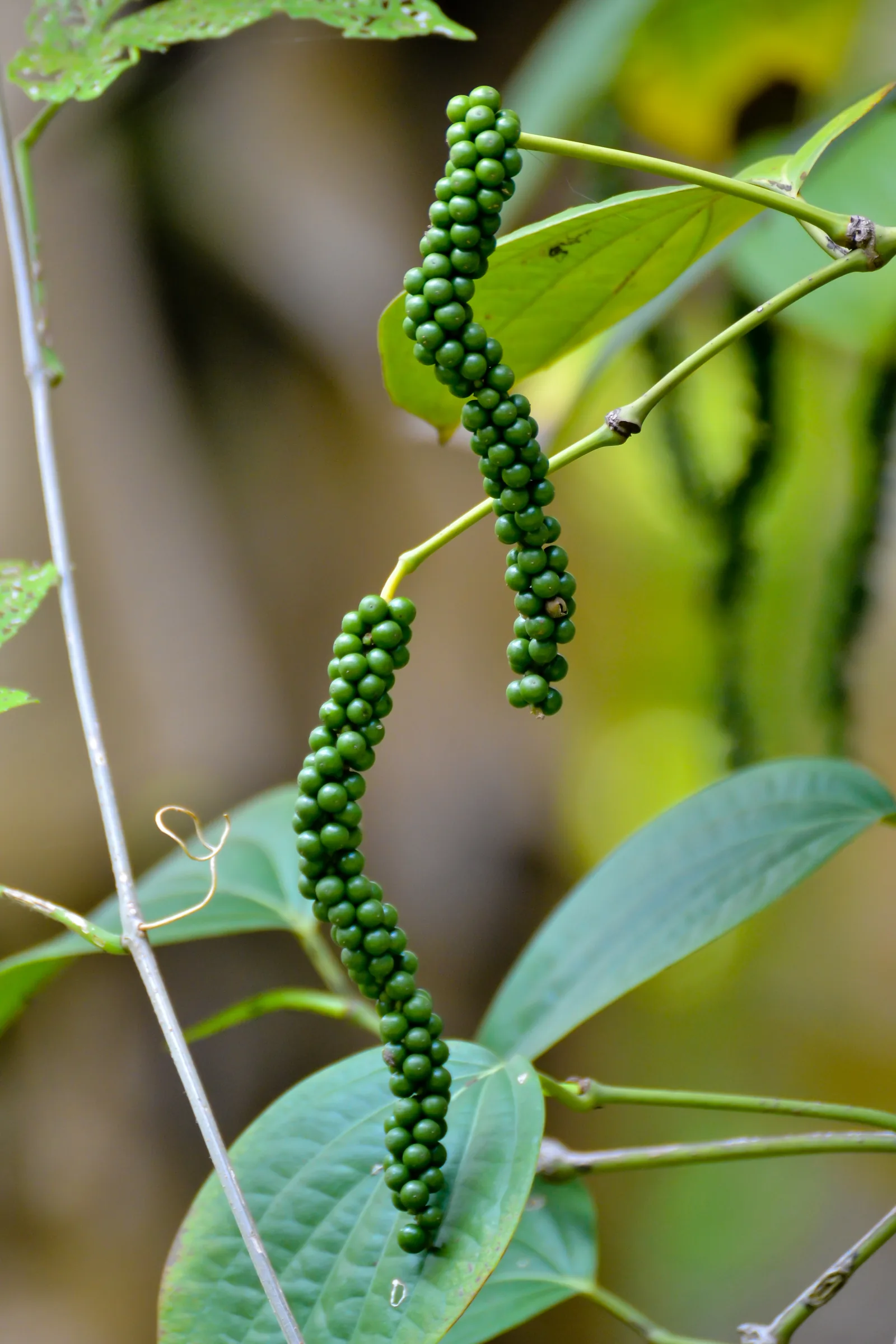 Clusters of green and ripening black peppercorns hanging on a Piper nigrum vine