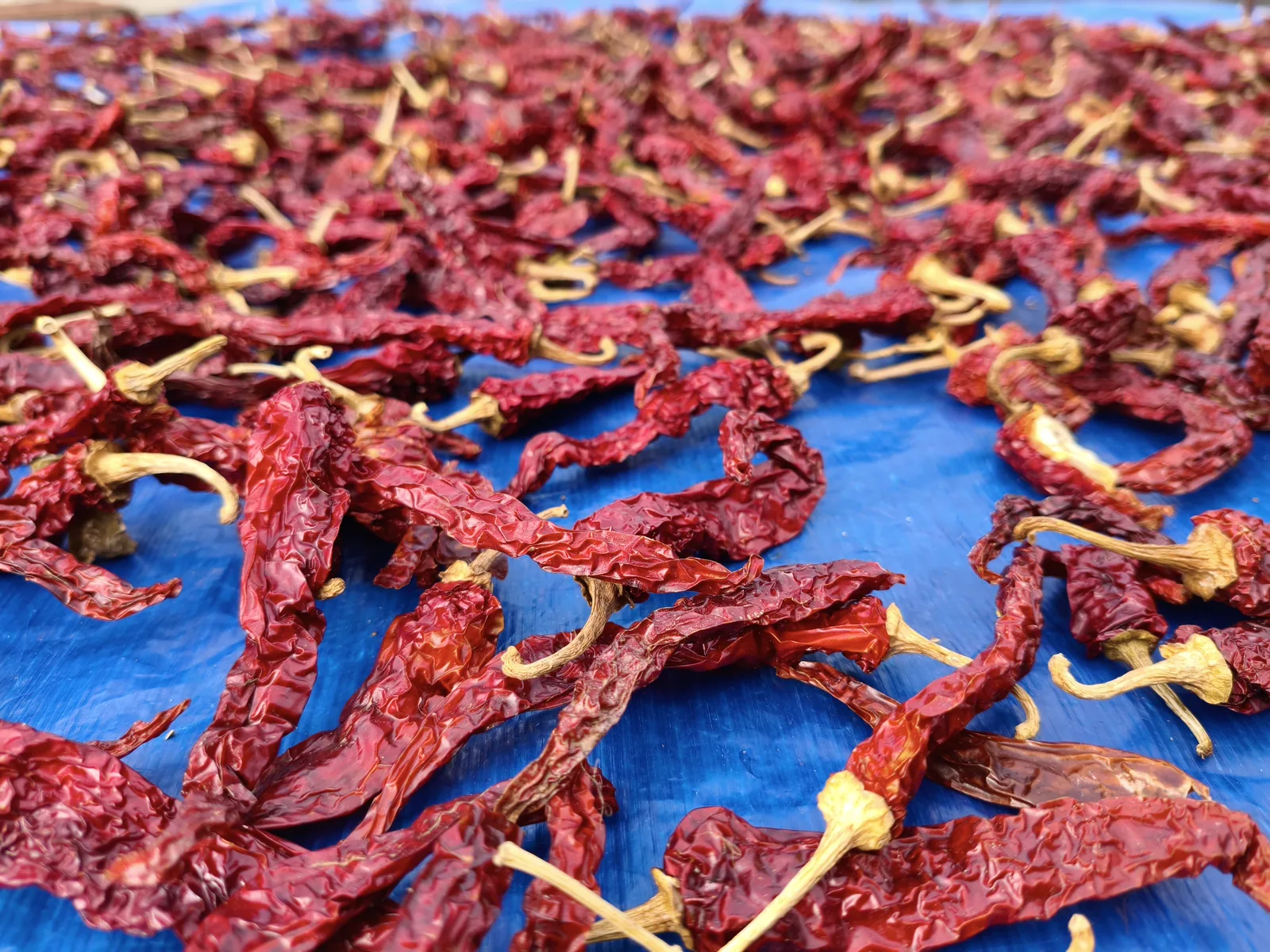 Bright red Guntur chillies spread out to dry in the sun in Andhra Pradesh