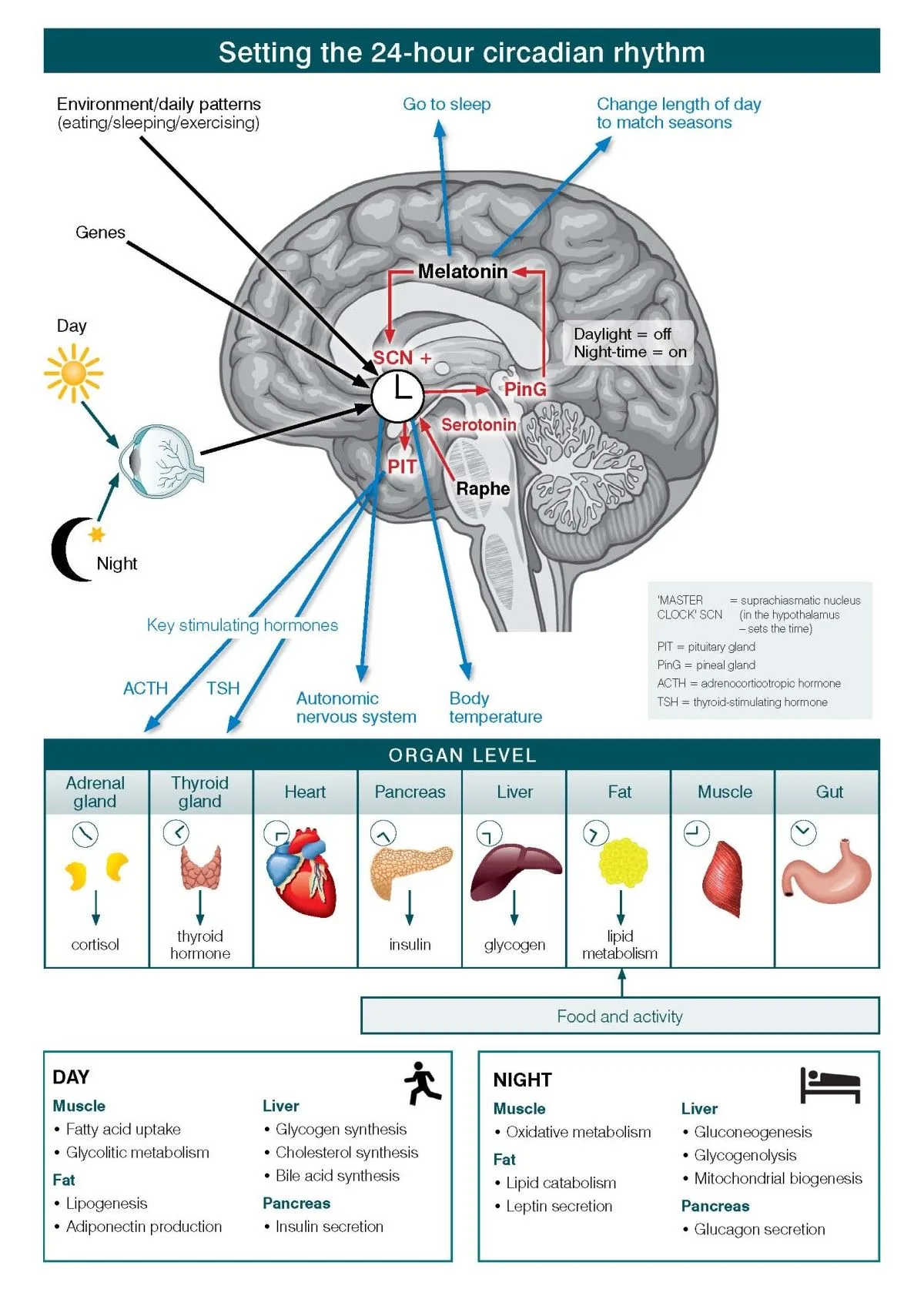 Diagram of the master circadian clock in the human brain, showing light input to the suprachiasmatic nucleus and melatonin output from the pineal gland