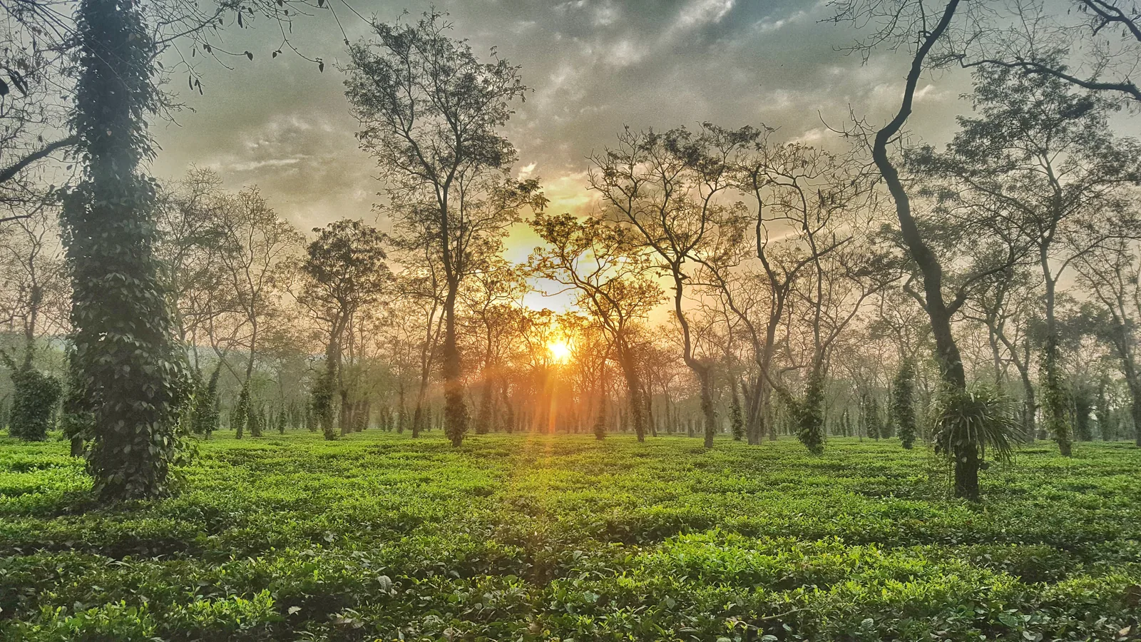 Rolling green tea gardens stretching toward the horizon near Kaziranga in Assam