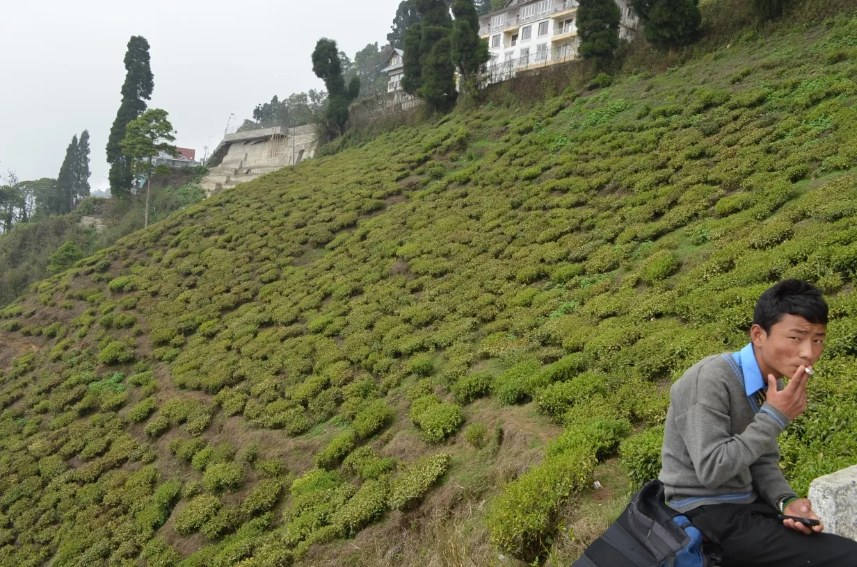 Rows of pruned tea bushes covering a hillside at Happy Valley Tea Estate in Darjeeling