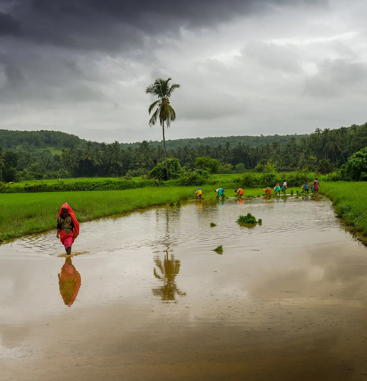 A woman in a red sari walks through a flooded paddy field in Goa under heavy grey monsoon clouds, while a row of farm workers transplants rice seedlings behind her and a lone coconut palm is reflected in the water