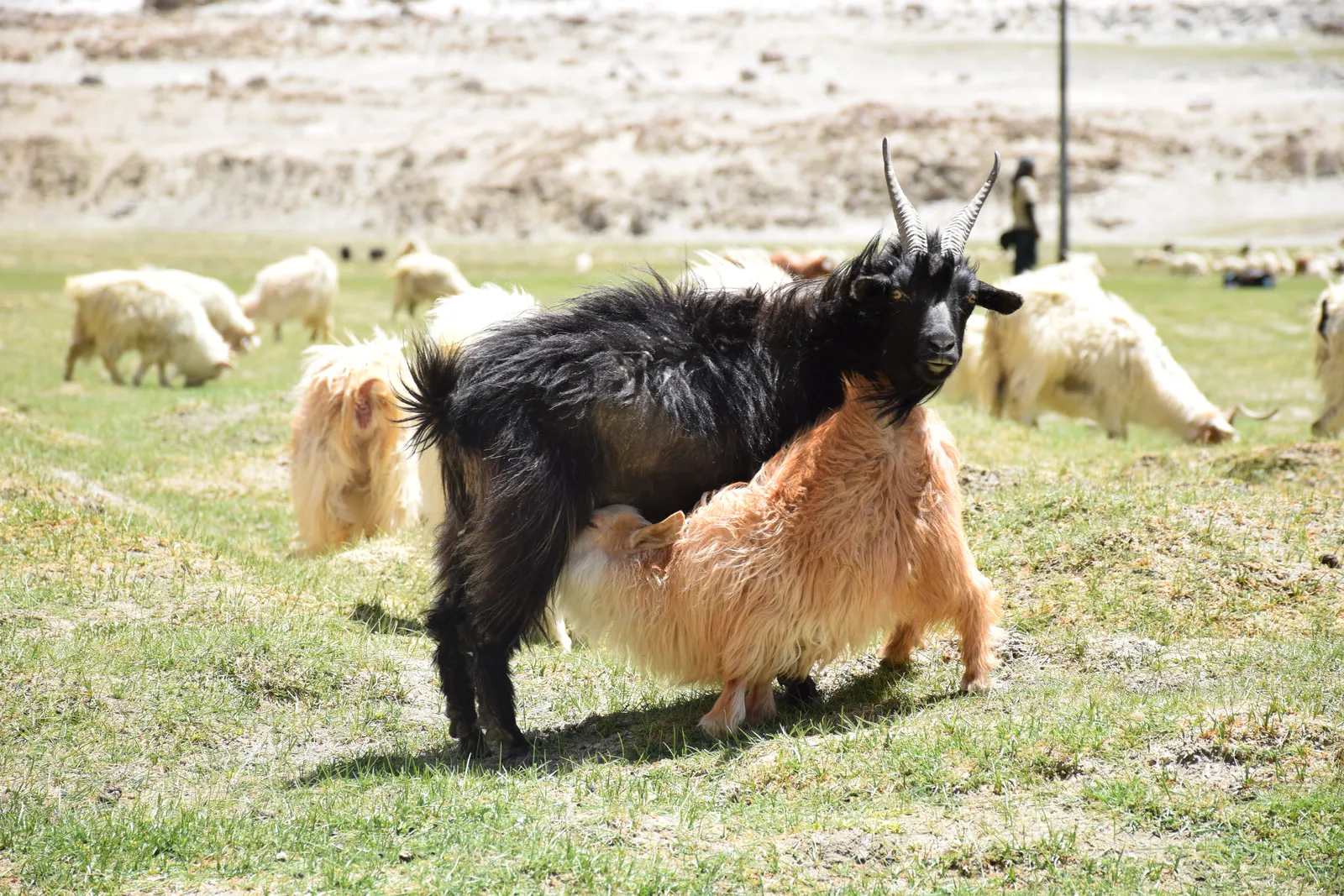A black long-haired pashmina goat with tall curved horns stands on a grassy plain in Ladakh while a shaggy cream-coloured kid feeds beneath it, with more goats grazing behind