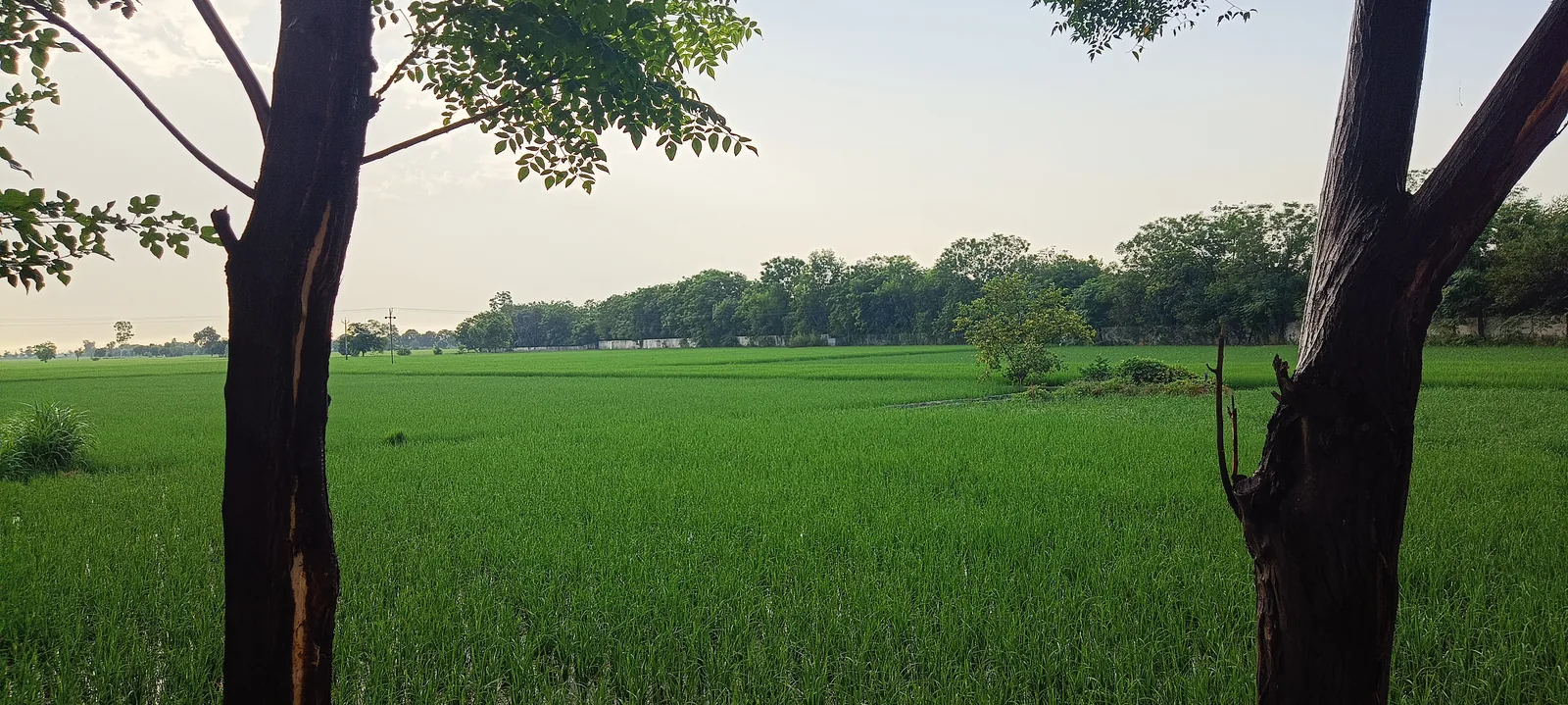 Green rice paddies stretching across flat farmland under a wide sky in Punjab, India