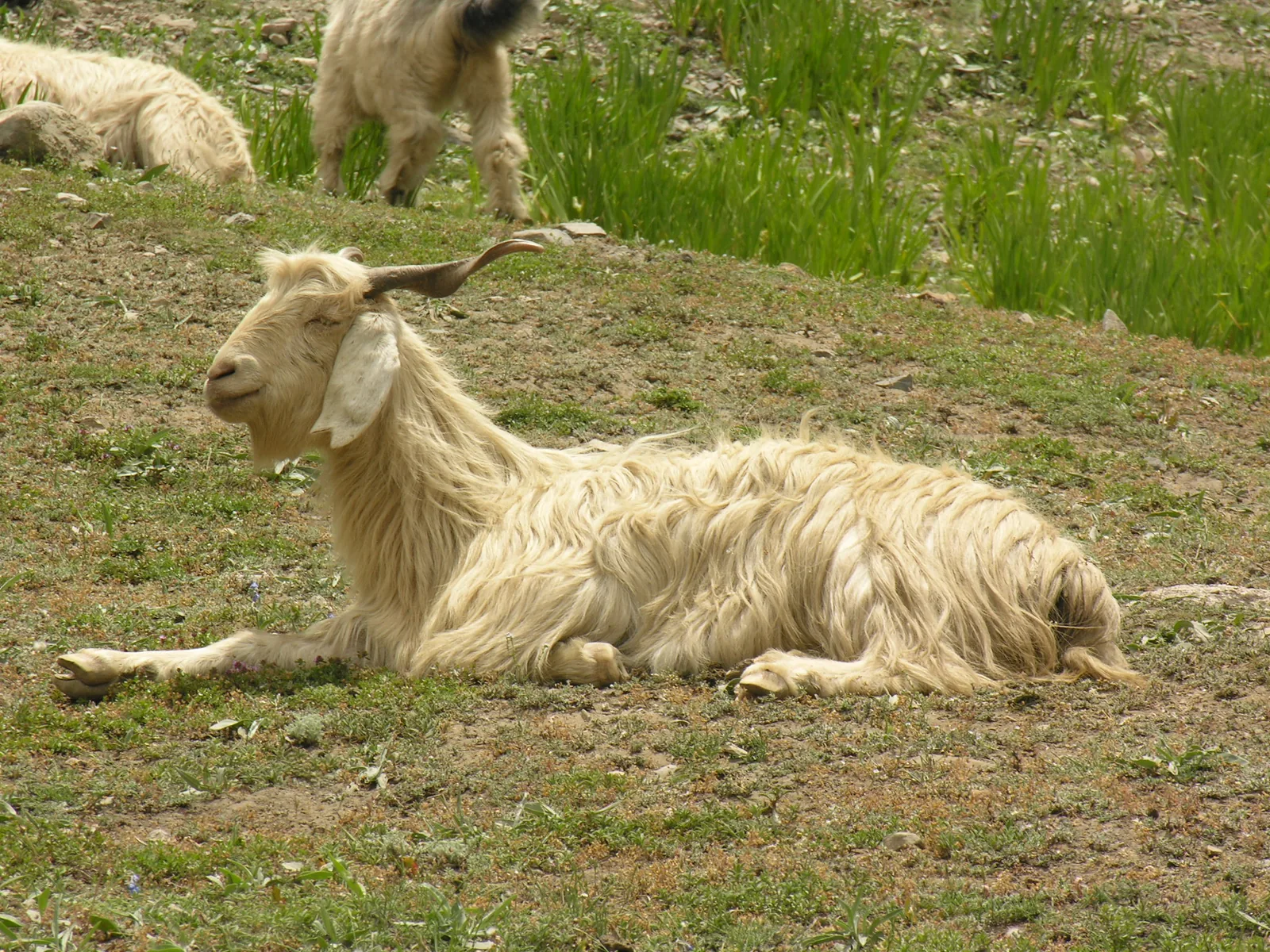 A white Changthangi pashmina goat with long curved horns standing on rocky high ground in Ladakh