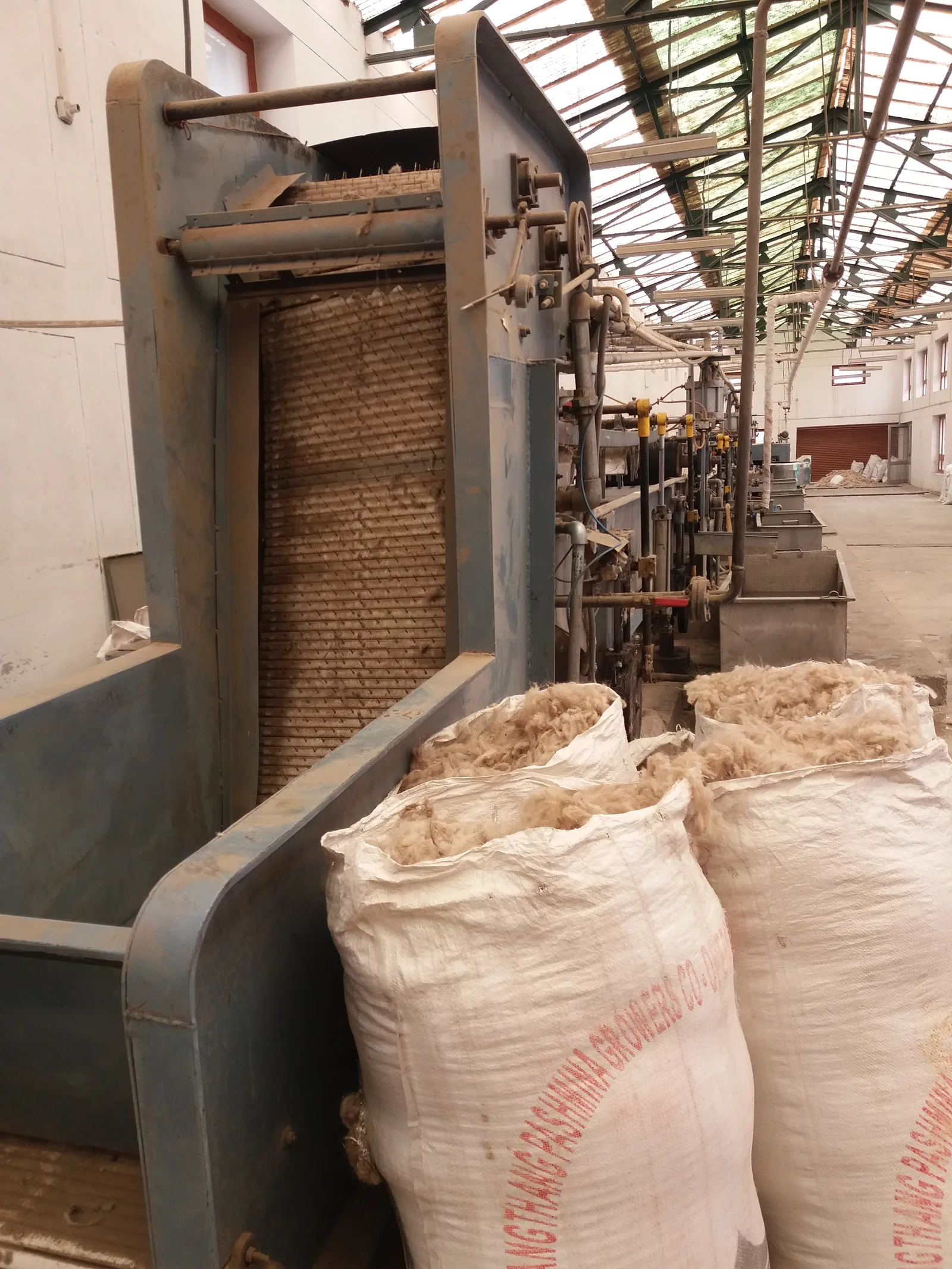 Hands sorting and processing raw pashmina wool outdoors in Leh, Ladakh