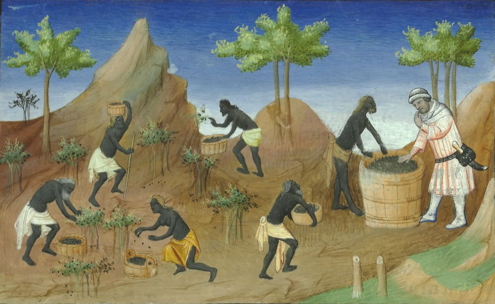 Medieval illuminated painting of workers picking pepper and filling baskets while a merchant inspects the harvest