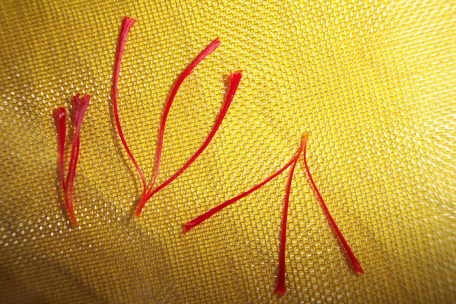 Six freshly separated red saffron stigmas, some still joined in threes at a pale base, lying on a fine yellow mesh drying screen